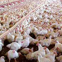 pakistan-poultry-overview